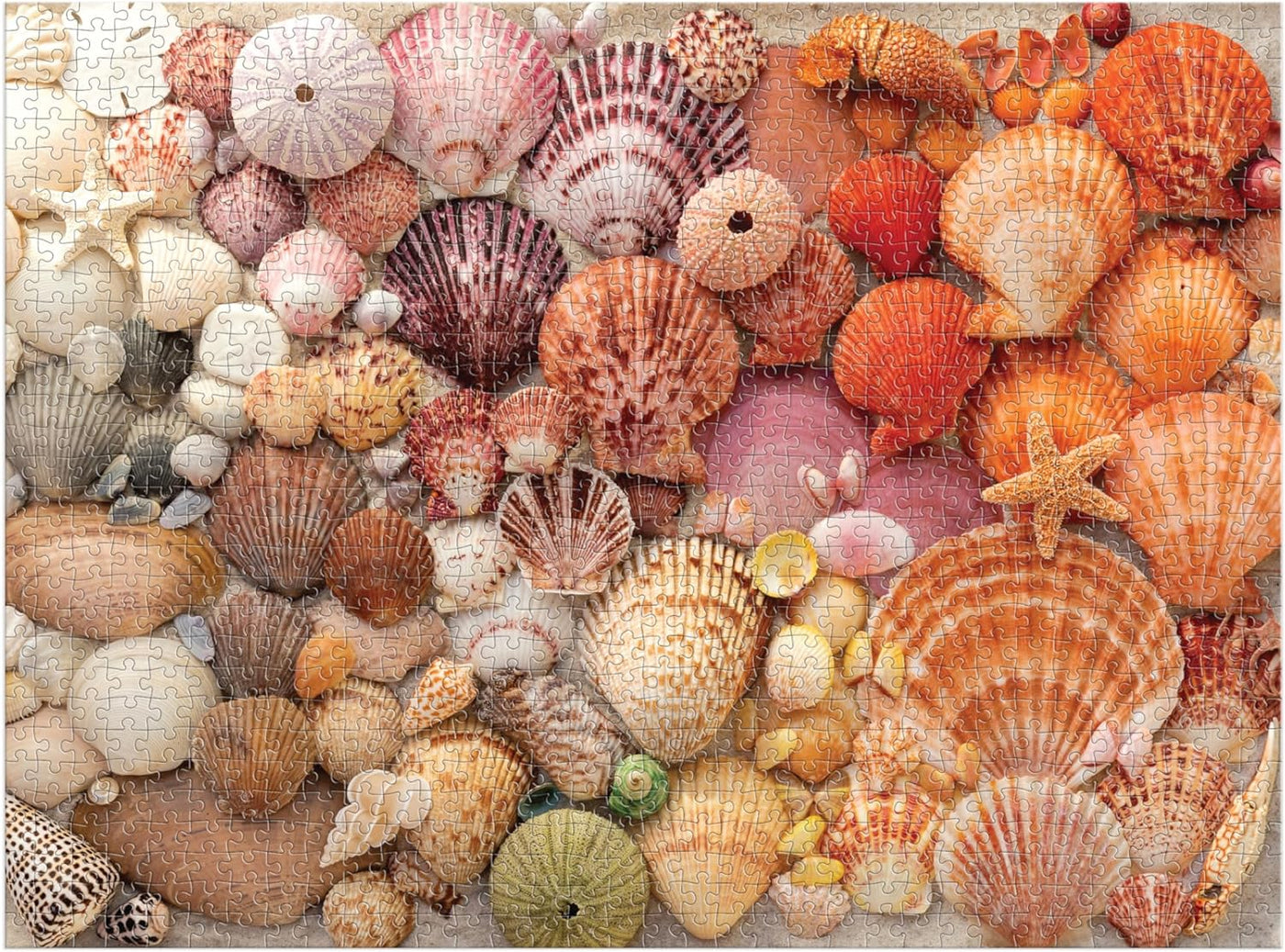 Vibrant Seashells 1000 Piece Puzzle